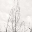 Whimisical Trees & Concrete Buildings Whimsical Trees and Concrete
