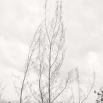 Whimsical Trees and Concrete