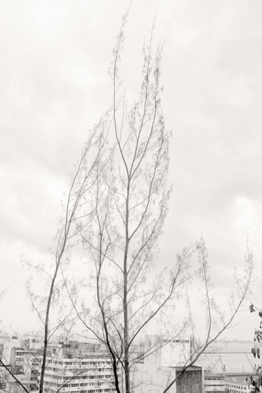 Whimisical Trees & Concrete Buildings Whimsical Trees and Concrete
