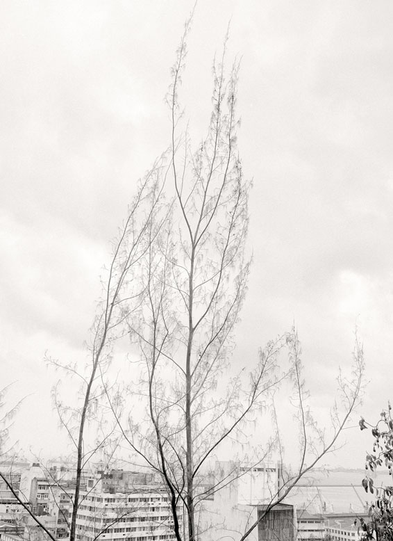 Whimsical Trees & Concrete Buildings