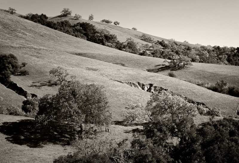 Trees and the Muscled Mountains :: Collection