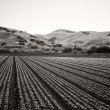 Salinas Fields Salinas Fields