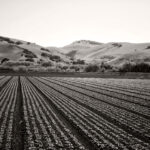 Salinas Fields Salinas Fields