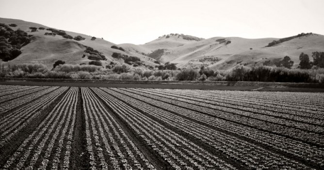 Salinas Fields
