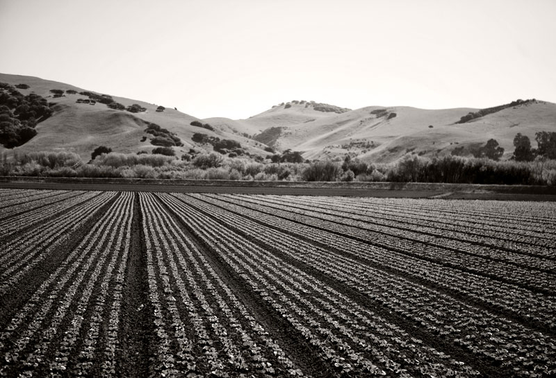 Salinas Fields
