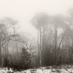 Sand and Cypress Trees