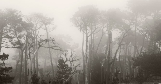 Sand and Cypress Trees
