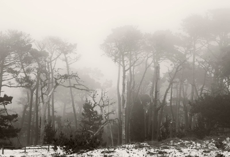 Sand and Cypress Trees