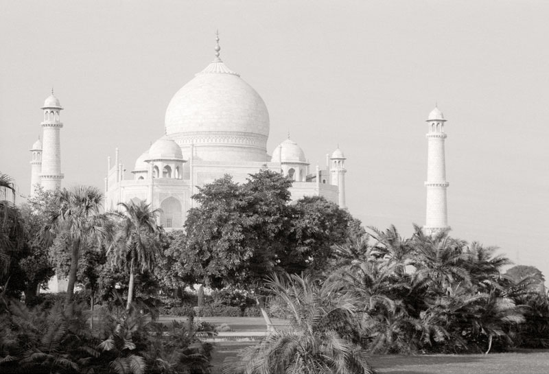 Taj Behind the Trees