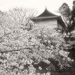 Cherry Blossoms Cherry Blossoms