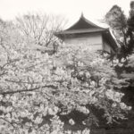 Cherry Blossoms Cherry Blossoms