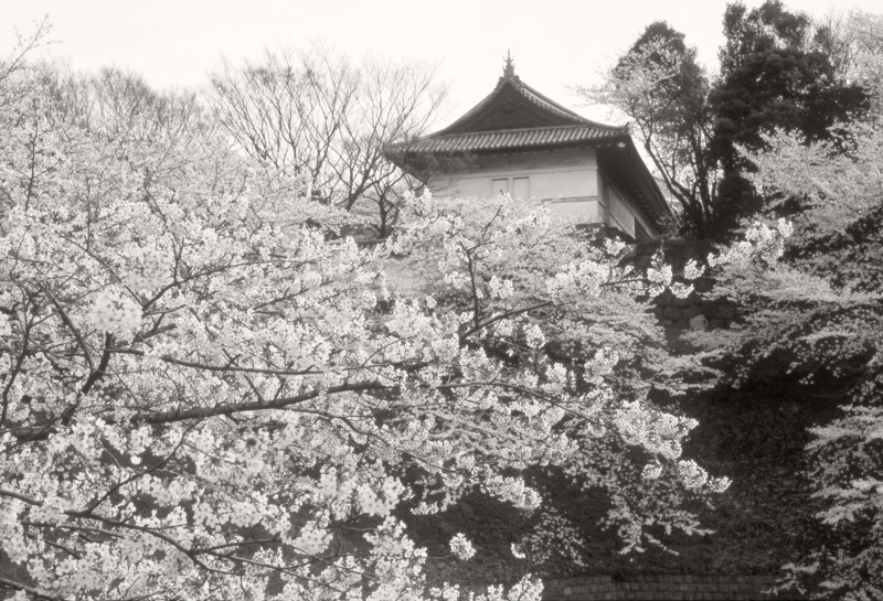 Cherry Blossoms