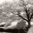 Tokyo Tranquility Tokyo Tranquility