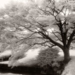 Tokyo Tranquility Tokyo Tranquility