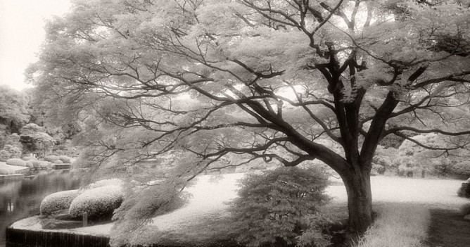Tokyo Tranquility