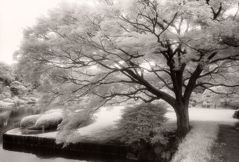 Tokyo Tranquility