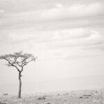 Acasia Tree Acasia Tree