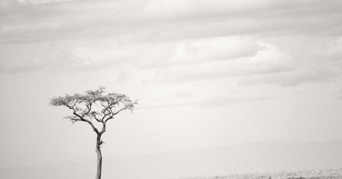 Acasia Tree Acasia Tree