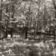 Grave Markers Grave Markers