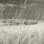 Grass is to Country Grass is to Country