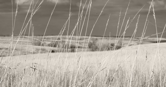 Grass is to Country