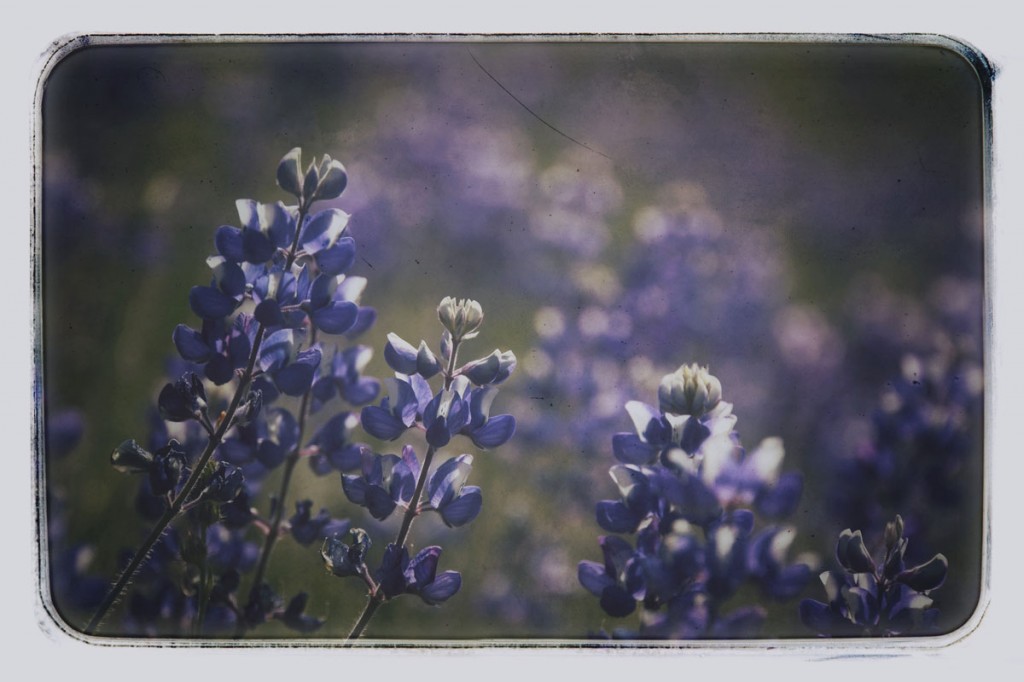 lupines