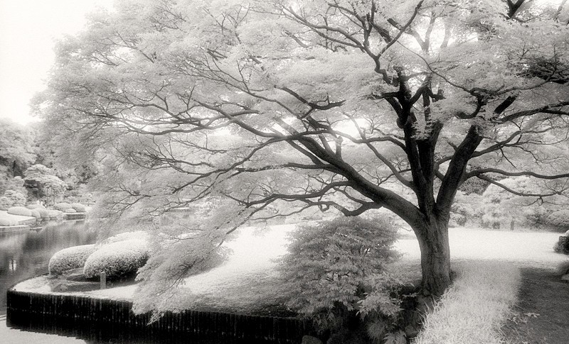 Tokyo Tranquility