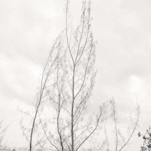 Whimsical Trees & Concrete Buildings