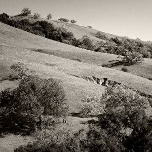 Trees and the Muscled Mountains :: Collection