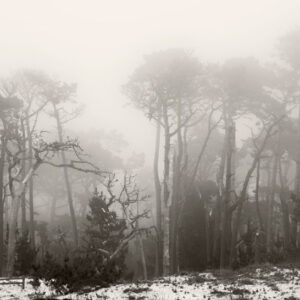 Sand and Cypress Trees