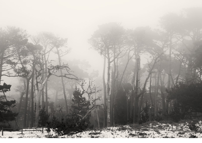 Sand and Cypress Trees