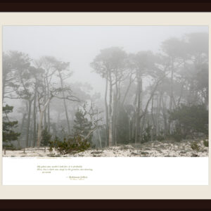 Sand and Cypress Trees